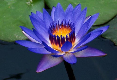 印度蓝睡莲：异国风情， 神秘莫测