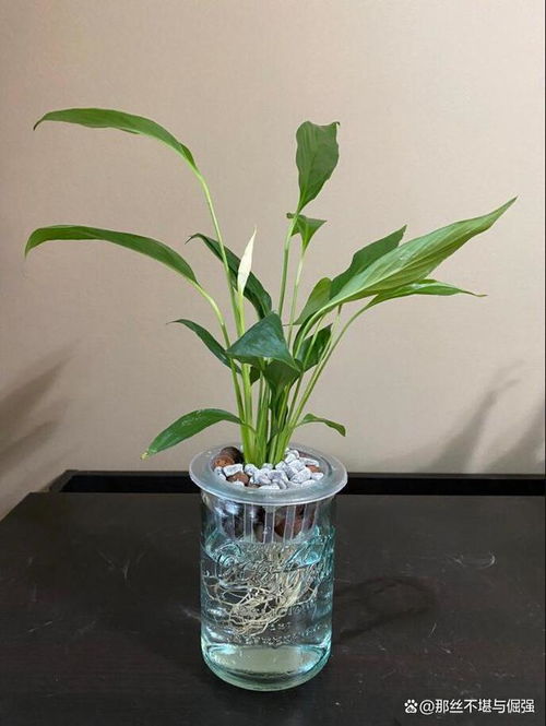 白掌水培如何养护？有哪些技巧和注意事项