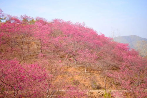 美人樱花，日本国花