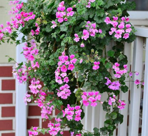 土壤选择，得讲究