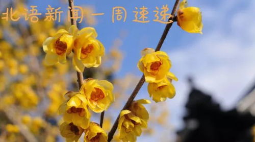 腊梅移栽后为何不发芽？