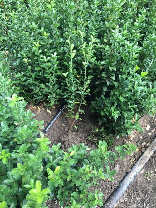 冬青树苗价格之谜：揭秘每棵树的价位