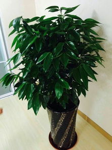 四、 施肥要适量