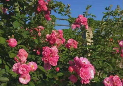 北方种植蔷薇花品种大全