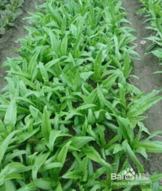 农药，害人不浅