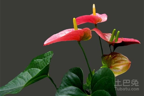 红掌种子种植：选对基质是关键