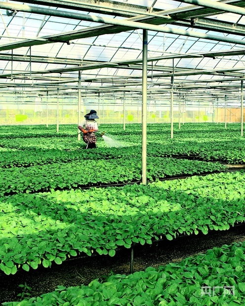 蔬菜种植， 注意细节