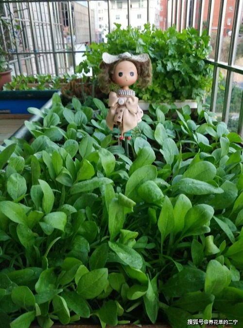冬寒菜，冬天也能吃新鲜菜