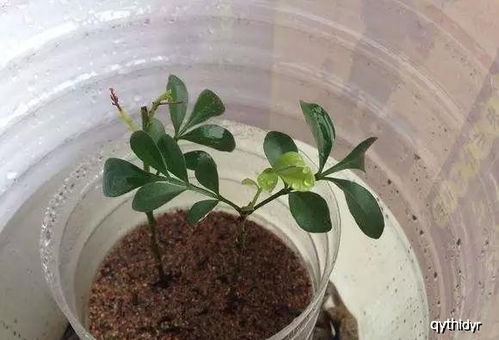 红薯苗快速生根，关键在于掌握适宜的温度、湿度及生根激素使用
