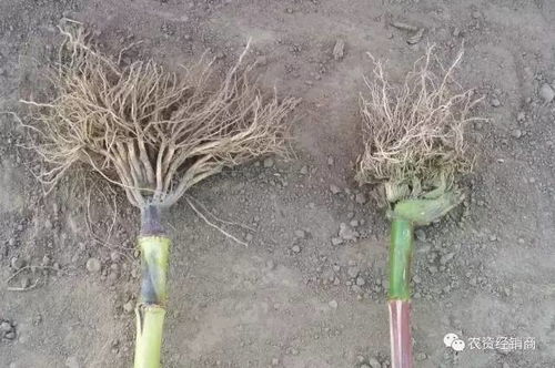 生长受限，产量受损