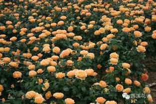 月季的搭配艺术：打造花园中的色彩盛宴