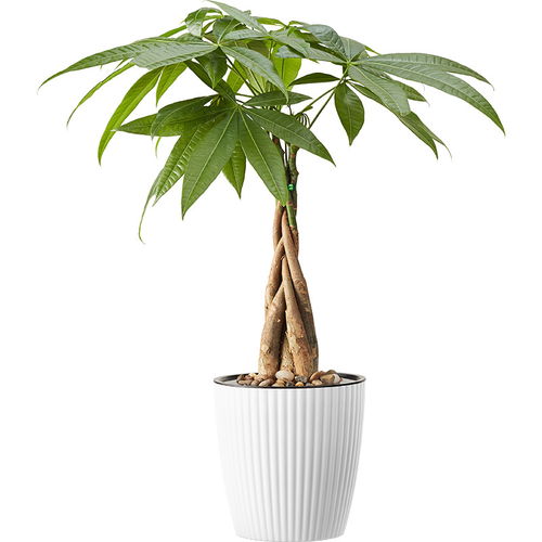 发财树属热带观叶植物，寓意吉祥