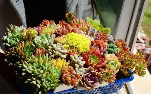夏季多肉植物停止生长时还需要施肥吗