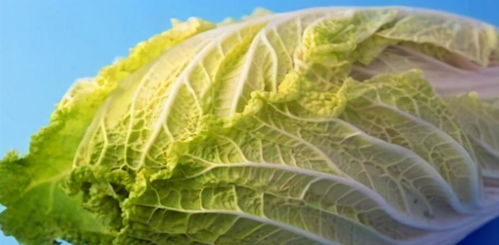 农药的合理使用