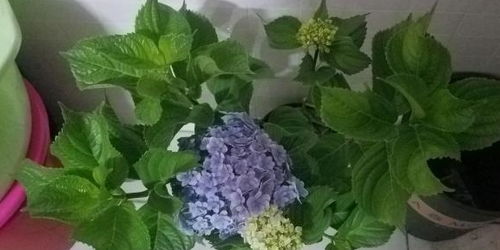 夏天高温季节移植花草，行不行啊？咋个保活呢？