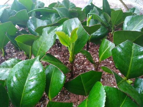 多肉植物：呆萌可爱， 容易繁殖