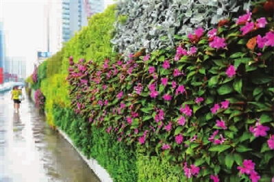 围墙栽种花卉风水作用