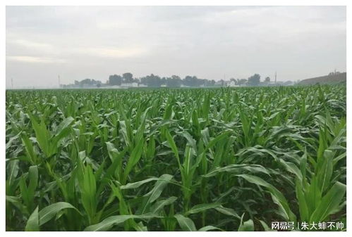 玉米的种植类型
