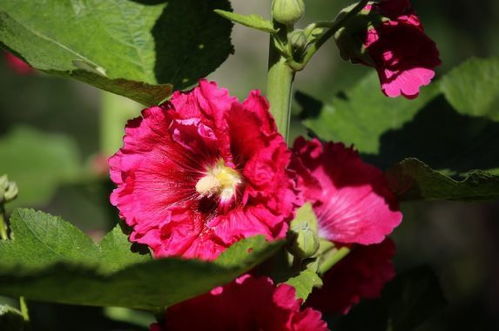 一、 关中平原：耐旱耐寒品种是首选