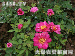 彼得波斯月季，那花儿开得真美啊这个！