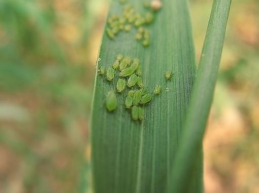 小麦病虫害防治重点