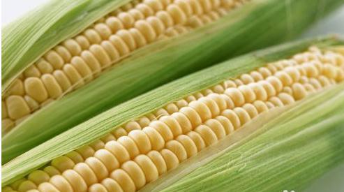 玉米烧坏了怎么办？农药用得太多可不是好事情