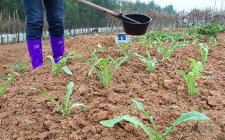 四、大蒜：耐旱耐寒，营养价值高