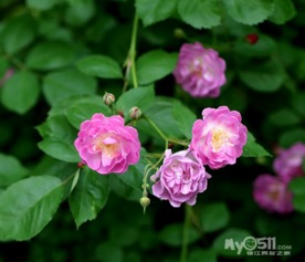 枝条，那个枝条