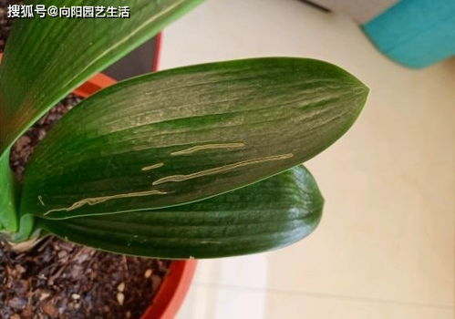 “君子兰斑病解密：老农三招，斑点一扫光！”