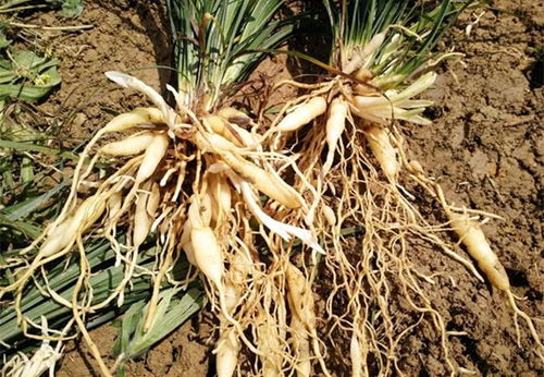 增强人体抵抗力