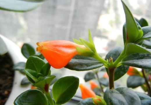 秋天盆栽金鱼花怎么养护？如何避免黄叶落叶