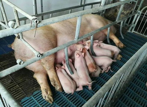 您好，关于将母猪这个话题