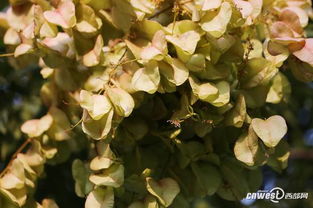 桂花：香气袭人，秋天的浪漫