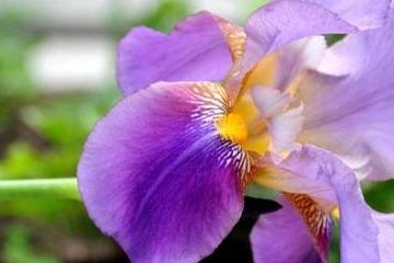 买兰花选春兰好还是选建兰好？哪个品种的兰花蕞好养？梗值得买！