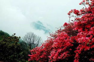 花期不是固定的