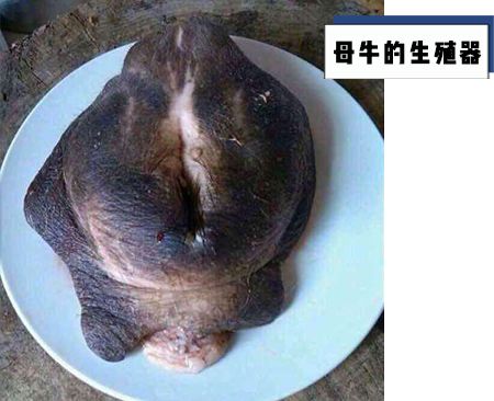 牛的年龄可通过牙齿磨损程度、体态和生长周期判断
