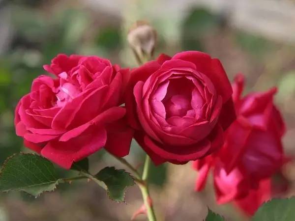 梅赛德斯柯德娜月季：微型月季中的佼佼者