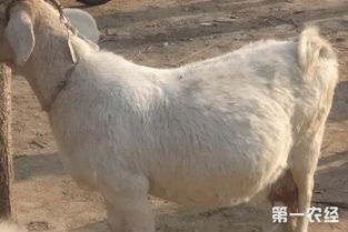 母羊怀孕期间，饲料营养需求增加
