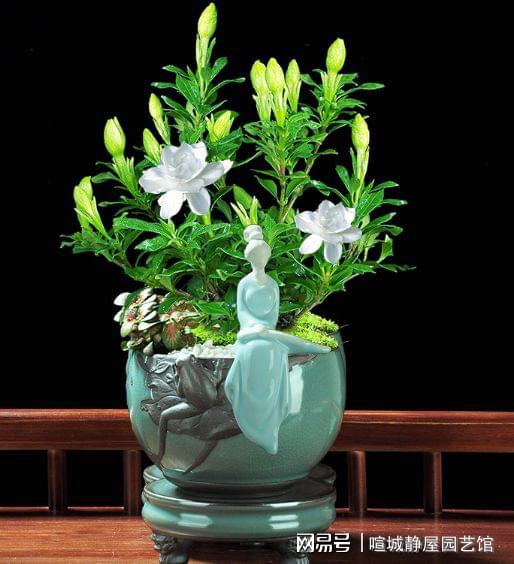 栀子花水培技巧，打造爆款家居绿植