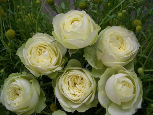 金丝雀月季：月季界的人气小王子