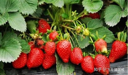 白头翁病虫害防治方法有哪些？