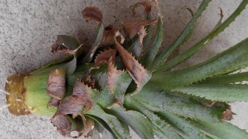 泡水泡久了还嫩发芽吗？