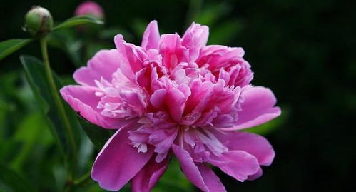 牡丹花语：痴迷情愫，偏执爱意，揭秘花语下的深情。