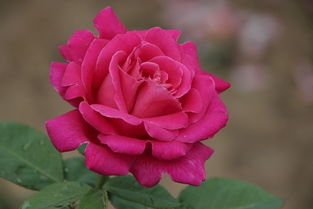 月季花的传说：那朵花中的仙子