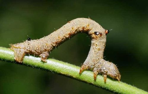 蚜虫的特性及防治方法