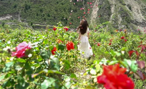 鹤庆县海拔高日照足、温差小、干湿分明，是玫瑰花的绝佳种植地