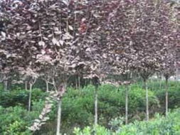 紫叶李的8大主要价值详解