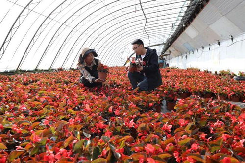 高效青贮技术：花卉养殖的绿色能量转换