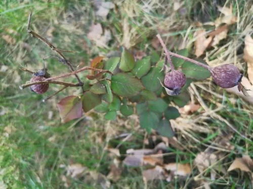 一、 病害防范，从小处着手