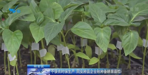 芙蓉种植过程中，如何进行科学育苗和管理